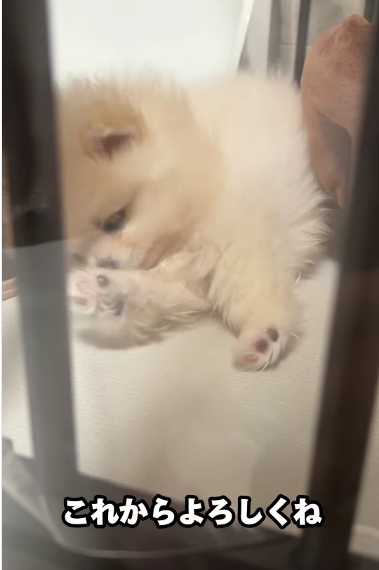 横になっている子犬