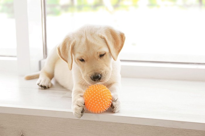 オレンジのボールを手で持つ子犬