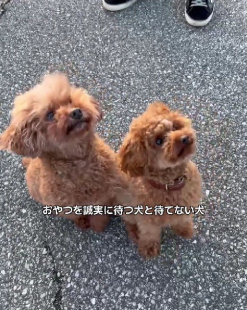 2匹が並んで…