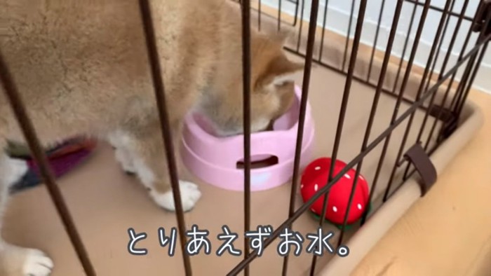 お水を飲むひなたちゃん