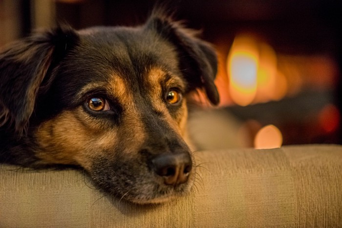 リラックスする犬