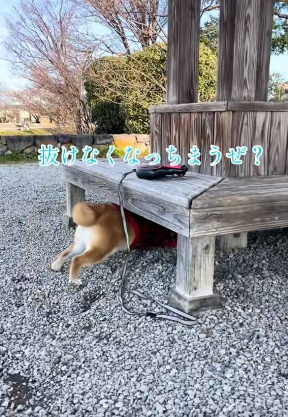 潜っていくりんちゃん