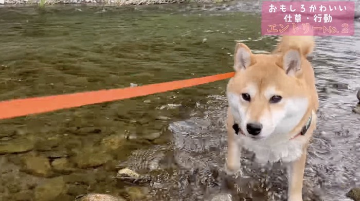 水の中も平気