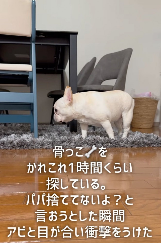 遠くを見つめる犬