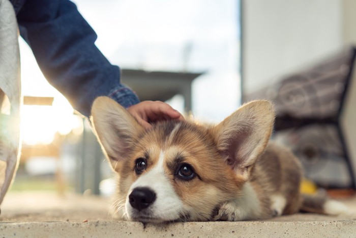 犬を優しく撫でる
