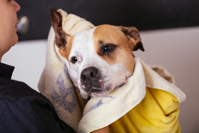 黄色いタオルで拭かれる犬