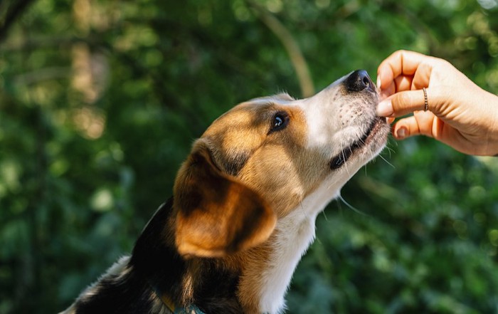 飼い主の手からおやつをもらう犬