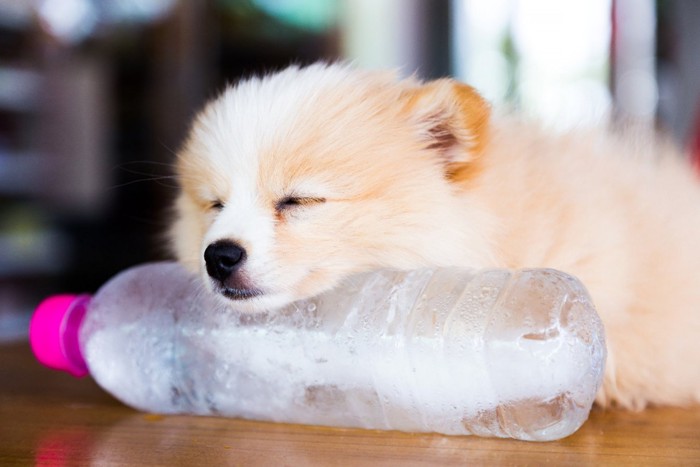 冷たいペットボトルに頭を乗せる犬