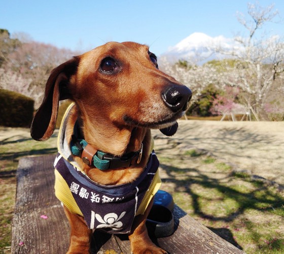 梅の花と富士山とダックスフント