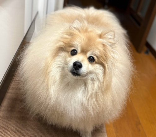 イケワン