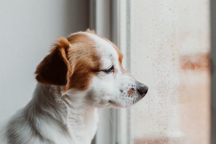 悲しそうな犬