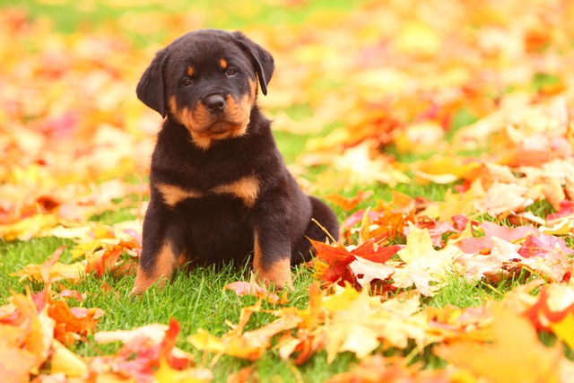 紅葉に囲まれている子犬