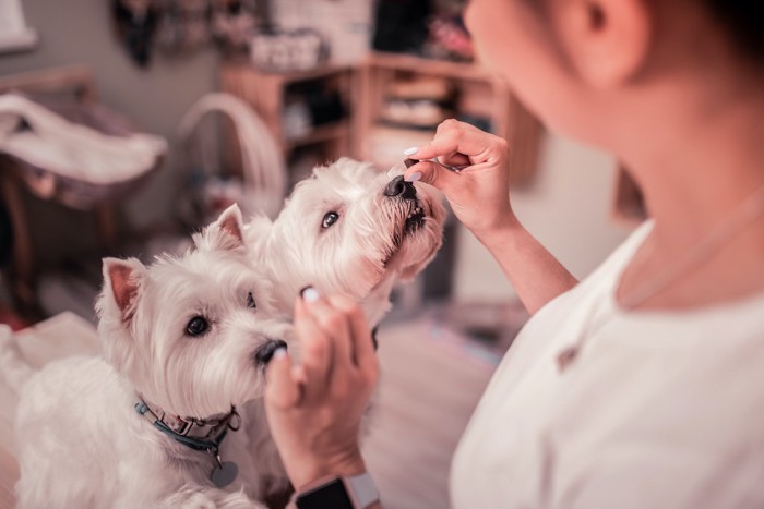 二頭の犬と女性 