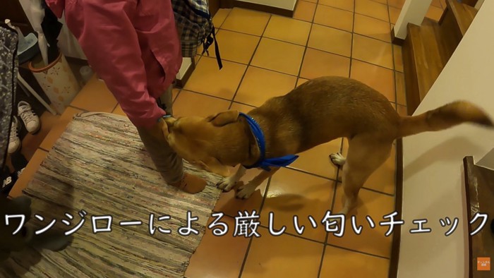 「どこで何してたの?」とクンクン…