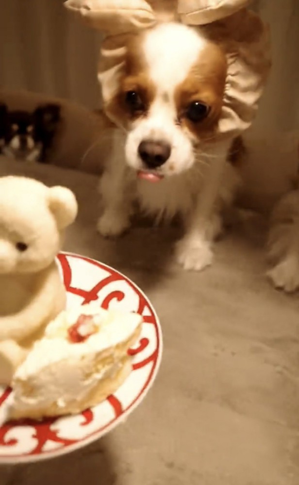ケーキに近づく犬