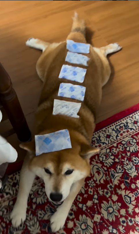 お散歩後のやまと君3