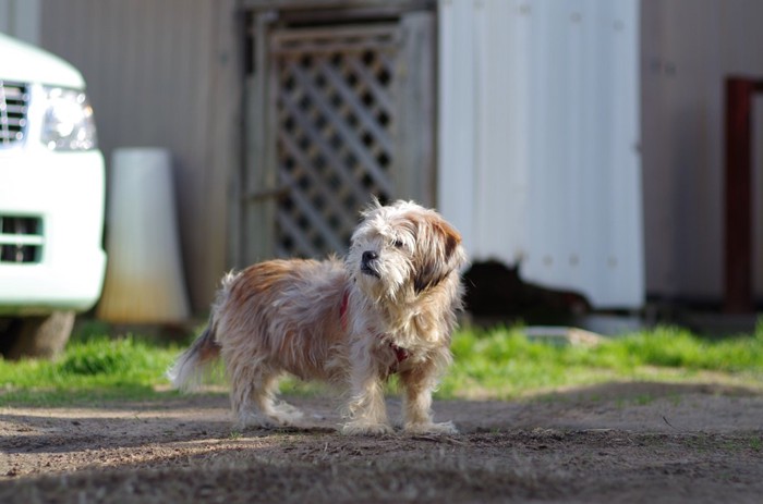 ぼーっとする犬