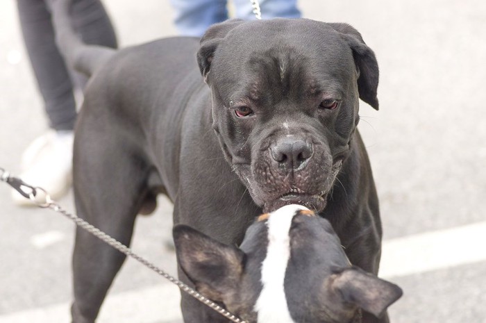 相手の犬を見つめる黒い鼻ぺちゃ犬