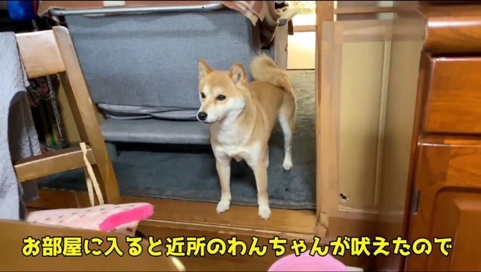 外の音に耳を澄ます犬