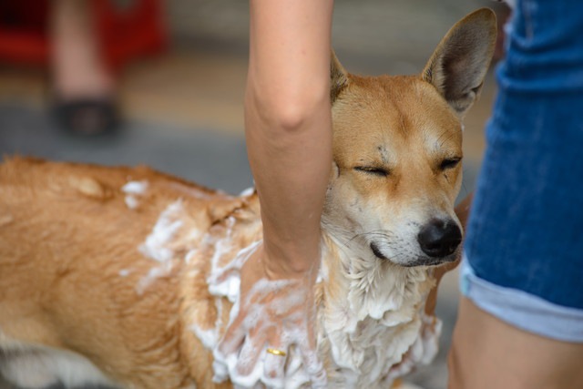 気持ちよさそうにシャンプーをしてもらっている犬