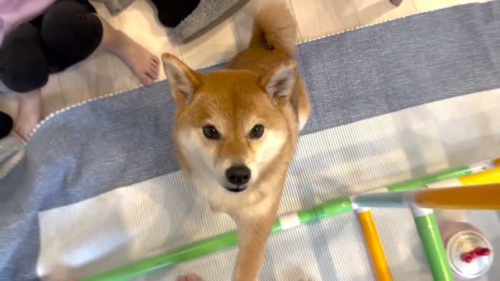「パパ!助けてあげて」