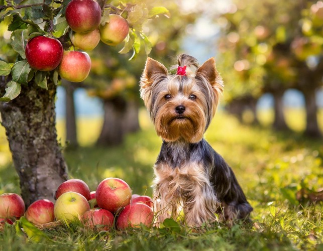 りんごの木の隣に座って正面を見つめる犬