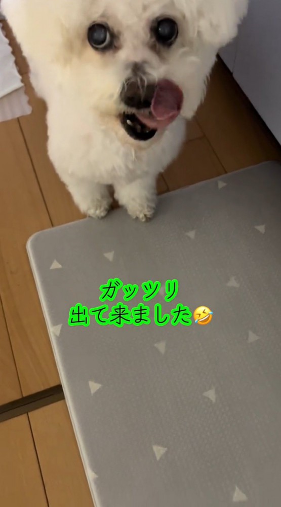 下で口元を舐める犬