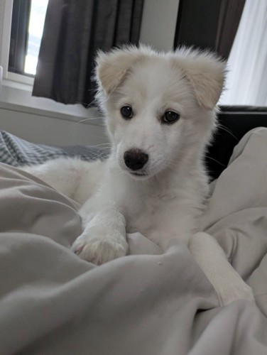 毛布の上でくつろぐ白い子犬