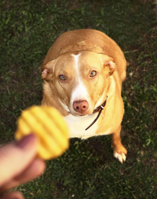 おやつを貰おうとしている肥満犬