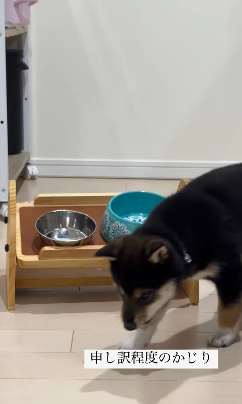 水を飲む猪之助くん9