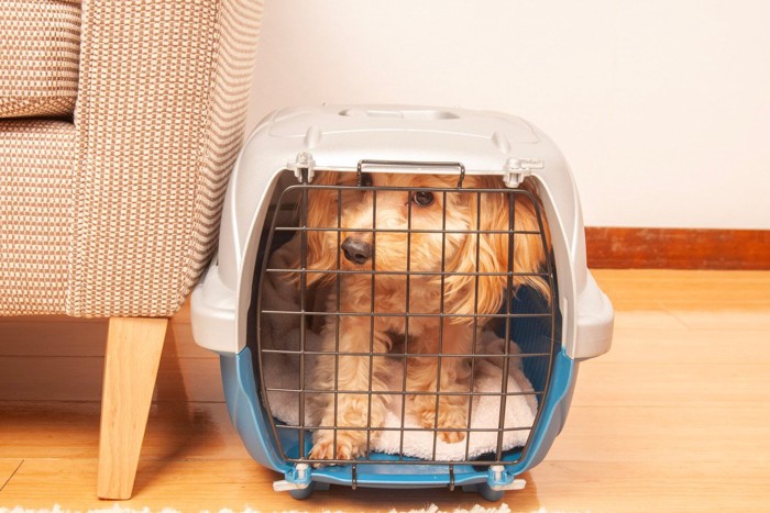 クレートに入る犬