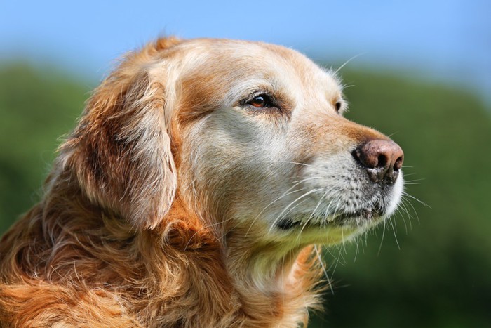 遠くをみつめる犬