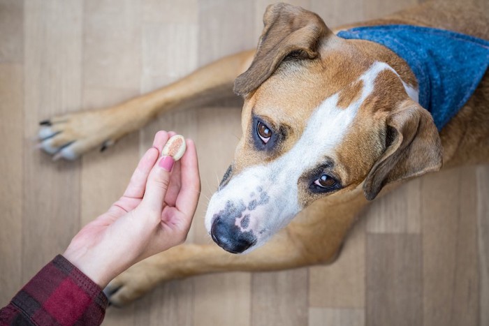 差し出されたおやつを嫌がる犬