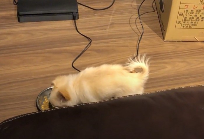 ご飯を食べる犬の横姿