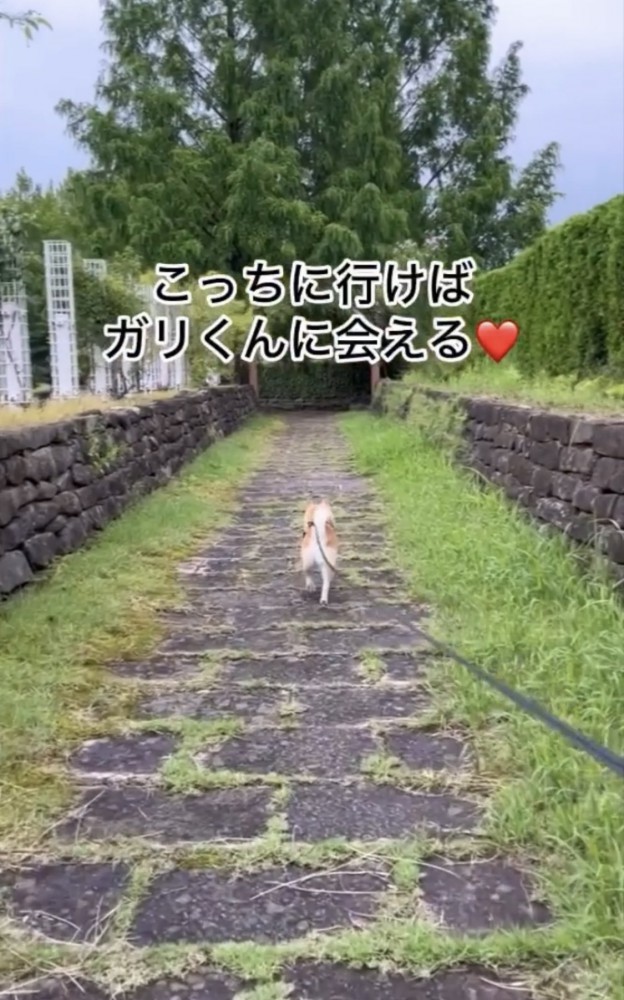 石の道を進む犬