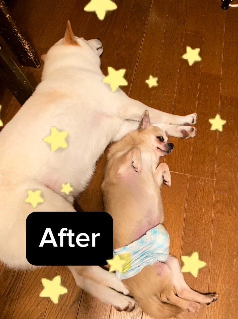 むぎちゃんと寝転ぶおもちちゃん