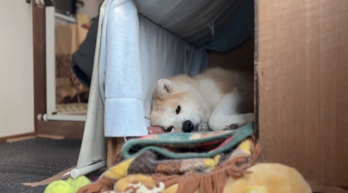 自分の部屋の中で遠い目をしながら寝そべる犬