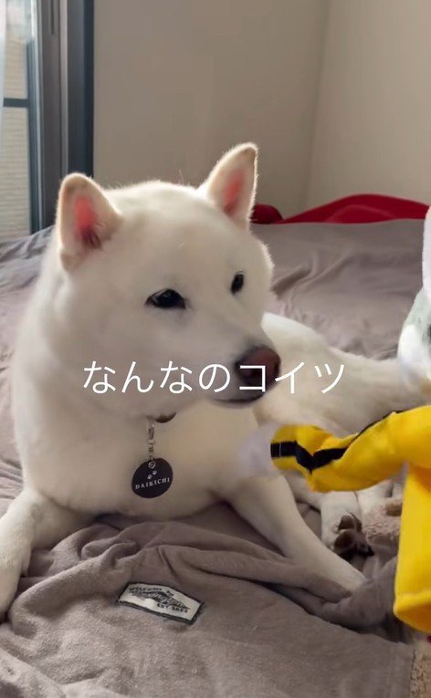 パンチするおもちゃVSだい吉くん7