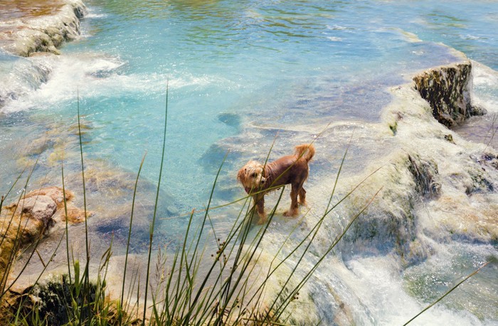 天然の温泉に入る犬