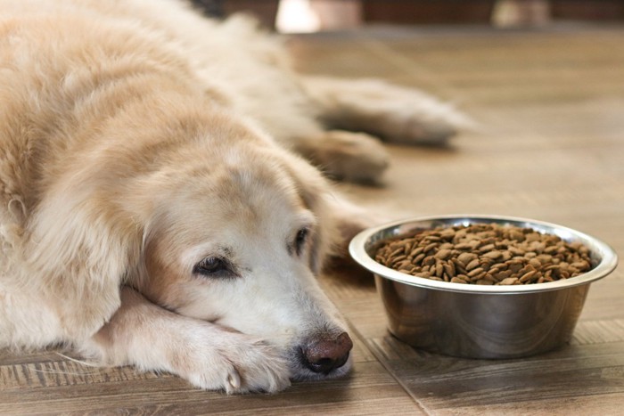 食べない犬