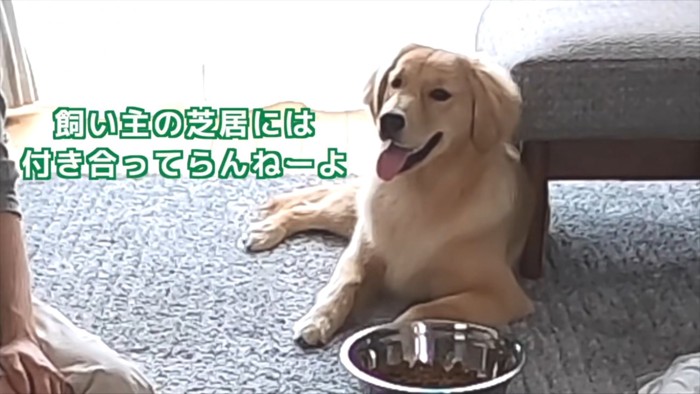 大型犬とソファ