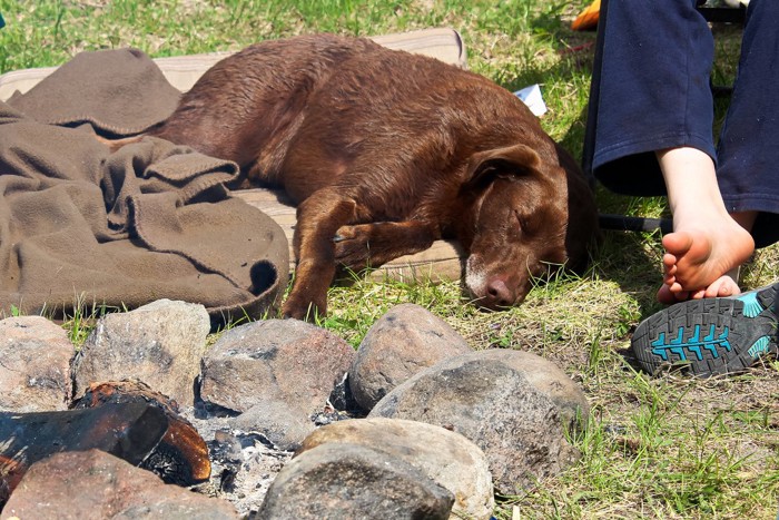 呼びかけに反応しない老犬