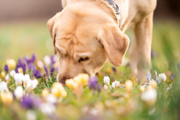 地面のニオイを嗅いでいる犬