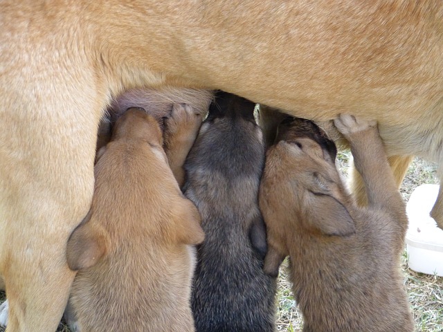 乳を飲む子犬