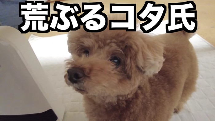 「まだ!?まだ!?」