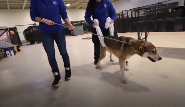 介助されて歩く犬