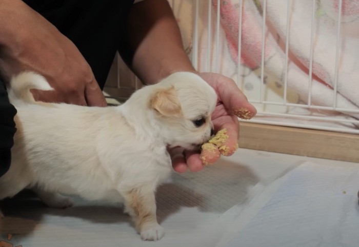 離乳食を食べる子犬たち