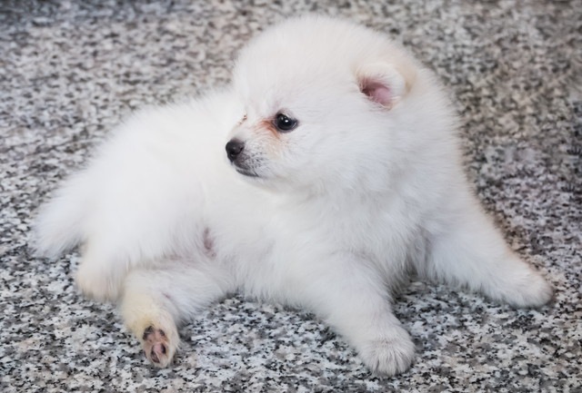 転がっている白いポメラニアンの子犬