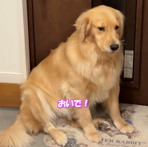 うつむき加減で座る犬