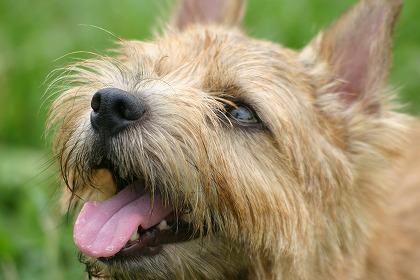 笑顔の犬